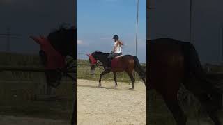 Galopp in Slow Motion selbst bearbeitet 😊 [upl. by Yevre244]