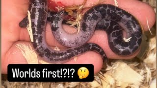 New Kenyan sand boa litter on the ground [upl. by Ocimad]