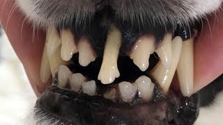 Can we regrow damaged teeth Mandela Effect [upl. by Nahshon]