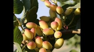 Pistacia vera  Antep fıstığı nasıl çimlendirilir [upl. by Alrats]