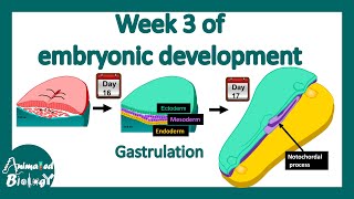 Week 3 of embryonic development  Gastrulation  Neural induction [upl. by Htims]