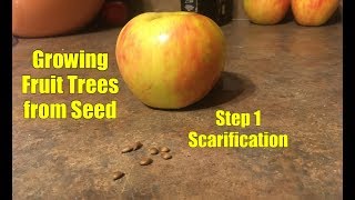 How to Start Tree Seeds Seed Scarification [upl. by Yadseut375]