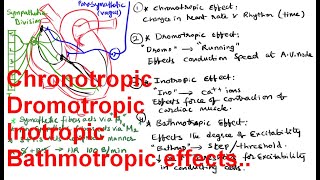 Chronotropic  Dromotropic Inotropic Bathmotropic effects on the Heat [upl. by Aneeles]