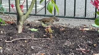 Song Thrush near tennis courts with worm Duncan Campbells video [upl. by Elocel573]