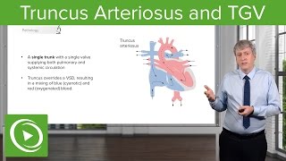 Truncus Arteriosus and TGV Pathology – Pediatric Cardiology  Lecturio [upl. by Ventre]