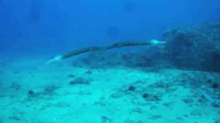 Trumpet Fish Mating Dance [upl. by Chapell]