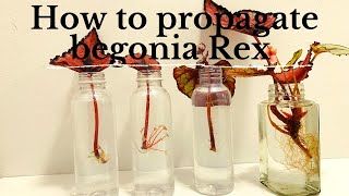 How to Propagate Begonia Rex in Water by using a single leaf  plant Propagating Experiments [upl. by Haswell956]