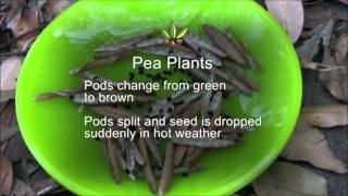 Indigenous Seed Collection  Cleaning and Storing PART 3 of 4 [upl. by Alekim]