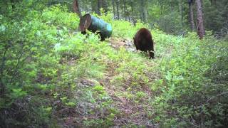 Bear Hunting in Idaho [upl. by Dorweiler]