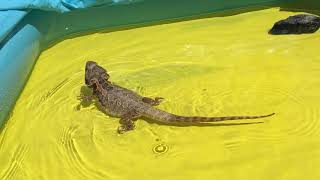 SWIMMING BEARDED DRAGON [upl. by Eugen]