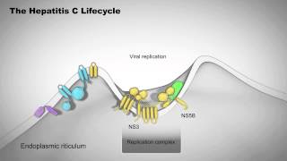 Immunology  Antibody Somatic VDJ Recombination I [upl. by Hernandez]