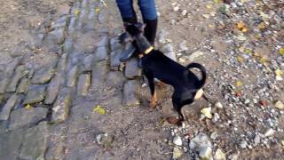 Deutscher Pinscher Buddy Spaziergang am Main Teil 2 [upl. by Giliane]