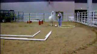 Llama agility run [upl. by Nehpets265]