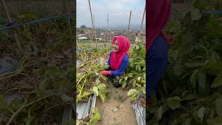 NEMU EMAS BATANGAN DI LADANG [upl. by Bihas]