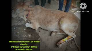 Metatarsal Fracture Correction In Cow Heifer By ESF [upl. by Lecroy]