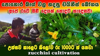 Awesome zucchini cultivation  පොහොර බෑග් වල හදපු චයිනීස් බෝගය  සුකිනි වගාව  sukini wagawa [upl. by Nyar]