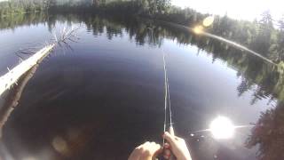 Trout Fishing Adirondack Pond [upl. by Cherie639]