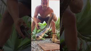 Carpet python coombabah animals dangerous snake attitude snakerescue [upl. by Jervis]