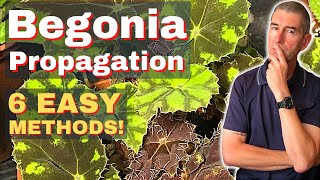 BEGONIA PROPAGATION Demo of 6 EASY Methods [upl. by Ilatfen]