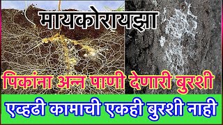 मायकोरायझा पिकांसाठी सर्वात महत्वाची मित्र बुरशी।Mycorrhiza [upl. by Skipton502]