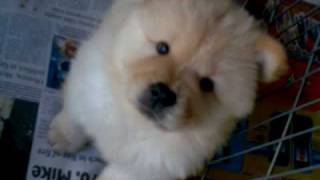 Chow chows puppies pa lang P [upl. by Nnylak]