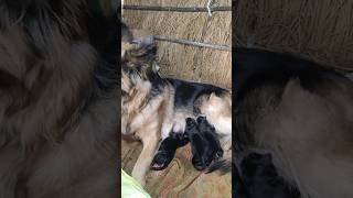 Gsd Dog Giving Birth First Time Newborn Puppies  Dog Delivery shorts trending youtubeshorts [upl. by Sanderson]