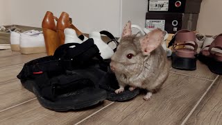 Chinchilla jumping around the house [upl. by Yelyah20]