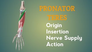 Pronator Teres Muscle  Origin  Insertion  Nerve Supply  Action  by Physiotrav [upl. by Ainuj]