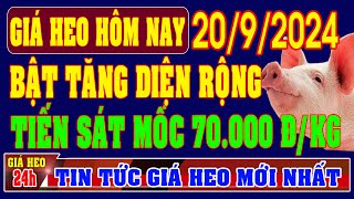 Giá heo hơi ngày 2092024  BẬT TĂNG TRÊN DIỆN RỘNG SÁT MỐC 70000 ĐỒNGKG [upl. by Skvorak]