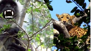 LEOPARD RETREATED By AGGRESSIVE quotALARM CALLSquot OF LANGUR MOTHER [upl. by Armelda]