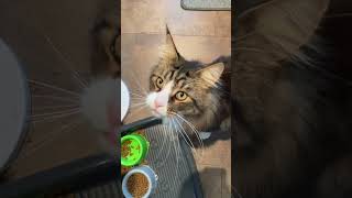 This Maine Coon MEOW LOUD is too SWEET🤣 [upl. by Chace]