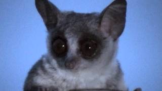 Lesser Bush baby quotSmall night predatorquot  Galagone minore quotPiccolo predatore notturnoquot [upl. by Amaerd]