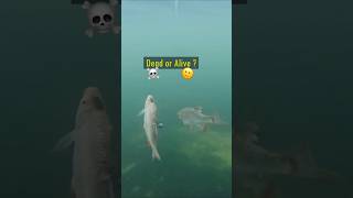 Dead or Alive Baitfish  Pike react pike fishing underwater [upl. by Ivel]