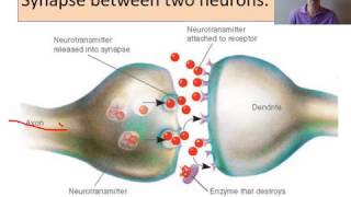 biopsychology Neurons and synaptic transmission [upl. by Alamac]