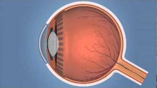 How the Eye Works and Glaucoma [upl. by Joelynn]