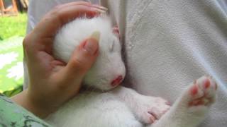 Arctic Fox Kit enjoying snuggles [upl. by Uhp]