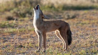 Fox Sound Golden Jackal SoundSheyal er Dak [upl. by Apicella26]