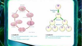 ELPREICFES  Biología 4 Mitosis y meiosiswmv [upl. by Dorisa973]