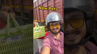 New pets aa gaye 🫣mini zoo mein shorts [upl. by Nikolai]