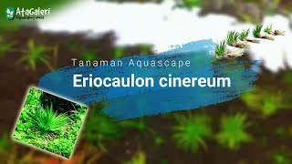 Tanaman Aquascape Eriocaulon cinereum Banyak ditemukan disawah  edisi hunting  Atagaleri [upl. by Tatiania]