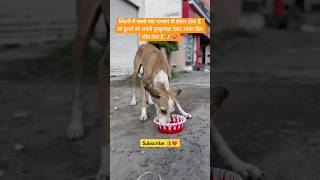 जिंदगी में 🙏🏻🐶🥰viralvideo trending new socialwork doglover cute animals love motivation [upl. by Adneral749]