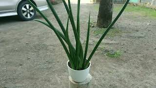 Sansevieria Canaliculata Mudah Diperbanyak [upl. by Aicilehp]