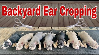 quotBackyard Ear Croppingquot American Bully Breeding [upl. by Navad549]