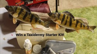 Taxidermy Supply Giveaway  Mount Your Own Fish Kit [upl. by Livingston938]