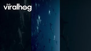 Hammerhead Shark Formation  ViralHog [upl. by Fidel327]