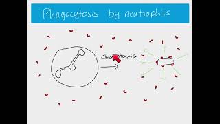 AS Biology  Phagocytosis [upl. by Kimberley626]