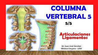 🥇 COLUMNA VERTEBRAL 55  Articulaciones y Ligamentos Fácil y Sencillo [upl. by Nolasba622]