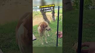 Perro Callejero Ofrece Hojas y Palos a Campistas 😢 ¡Lo Que Descubren Te Romperá el Corazón 💔 [upl. by Kinnon]