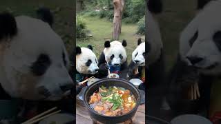 Pandas aretheadvantage ofcookingviral videovideoviral shorts [upl. by Esile]