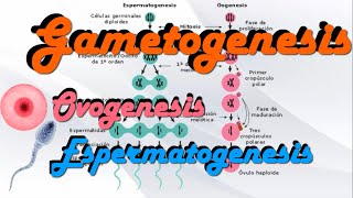 Gametogenesis  Ovogenesis y Espermatogenesis [upl. by Lida503]